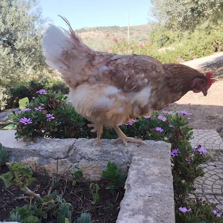 Ronnavona Casa Vacanze B&B Chiaramonte Gulfi Exteriör bild