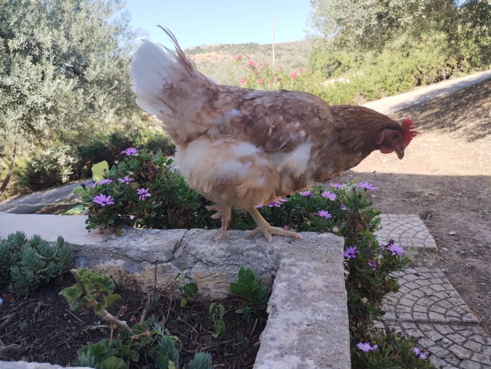 Ronnavona Casa Vacanze B&B Chiaramonte Gulfi Exteriör bild